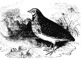 Quail (Cortunix dactylisonans), Heb. SseLWa (Ex.16, Num.11, Ps.105.40, 78.27-31, 88.27)